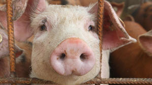 Jetzt auch Schweinefleisch verseucht