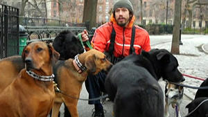 Neuer Trend aus Amerika: Dogsitting