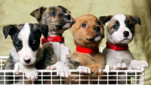 So viele s&uuml;&szlig;e Hundebabys zum Verlieben