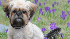 Test: Welcher Hund passt zu Ihnen?