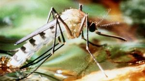 Tigerm&uuml;cke &uuml;bertr&auml;gt Dengue-Fieber