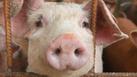 Neues Gesetz f&uuml;r strengeren Tierschutz