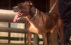 American Staffordshire Terrier