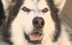Alaskan Malamute