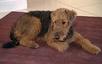 Airedale Terrier