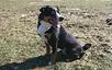 Appenzeller Sennenhund