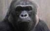 Affe