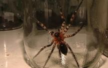Riesenjagdspinne
